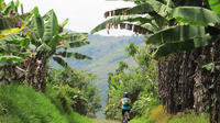 7-Day Biking Tour: Coffee, Cultural and Cocora Valley from Pereira