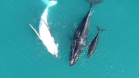 Stradbroke Island Scenic Flight image 1 Stradbroke Island Scenic Flight image 1