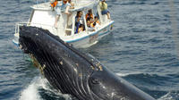 Bay of Samana Whale Watching Tour from Puerto Plata