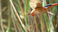 Full-Day Birding Photography Tour on the Garden Route