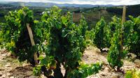 Visite privée: Beaujolais Day Tour avec dégustation de vin de Lyon