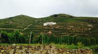 Rhone Valley Half Day Wine Tasting Tour 