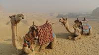 Sunset Camel ou à cheval par les pyramides de Gizeh