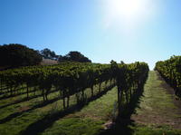 Private Tour: Wine Country Day Trip from San Francisco