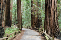 Tour à Muir Woods et Sausalito et croisière sur la baie