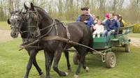 Horse Show followed by Lunch near Budapest