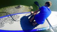 Paddle Board or Kayak Eco Manatee Tour
