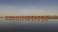 Broome Sunset Camel Tour on Cable Beach