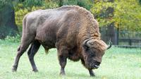 Bialowieski National Park Tour from Warsaw