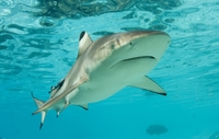 Plongée with les requins à Nassau