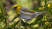 ハワイの絶滅危惧種の鳥 ハワイの絶滅危惧種の鳥