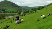 Hill Sheep Farming and Sheepdog Trialling Experience in Galway 
