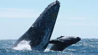 Whale Watching Tour in Los Cabos