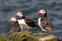 Wildlife Cruise from John O'Groats