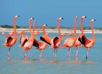 Private Tour: Flamingos, Mayan Temples, Rio Lagartos and Ek Balam