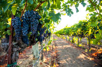 Private Limo Wine Tour of Napa Valley and Sonoma Valley from San Francisco