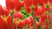 Visite privée: Keukenhof Gardens Amsterdam