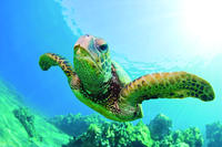 Crucero de buceo en catamarán por el Turtle Canyon Crucero de buceo en catamarán por el Turtle Canyon