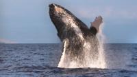 SNORKEL CRUISE avec l'observation des baleines en saison