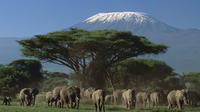 3-Day Amboseli National Park Experience from Nairobi