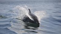 Dolphin and Manatee Sightseeing River Tour