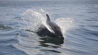 Dolphin Manatee Sightseeing River Tours