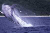Croisière d'observation des baleines à Tahiti