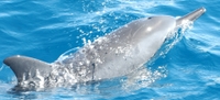 Croisière d'observation des dauphins Ë Tahiti
