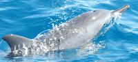 Crucero de avistamiento de delfines en Tahití Crucero de avistamiento de delfines en Tahití