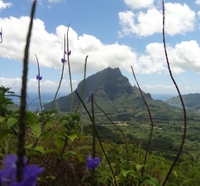 Randonnée guidée à Moorea - Cocotiers Sentier des Trois
