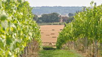 East Kentish Weald Small-Group Wine Tour from Ashford