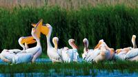 2-Day Private Danube Delta Discovery from Bucharest with 2 Boat Rides and 4 Traditional Meals