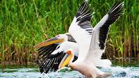 Discover Wildlife from Danube Delta in a One Day Private Tour from Bucharest