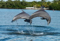 Clearwater Beach Day Trip from Orlando with Dolphin Encounter Cruise