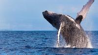 Whale Watching EcoAdventure