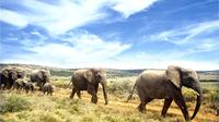 Full-Day Addo Elephant National Park Safari from Port Elizabeth