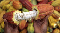 One-Way Private Tour to Cajas National Park and Cocoa Farm from Guayaquil to Cuenca image 1 One-Way Private Tour to Cajas National Park and Cocoa Farm from Guayaquil to Cuenca image 1