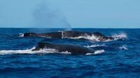 Private Boat Whale Watching Tour in Praia do Forte from Abrantes