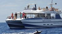 Whale & Dolphin Watching in Gran Canaria