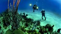 Scuba Diving Day Trip from Cartagena