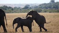 3-Day Amboseli National Reserve Safari from Nairobi