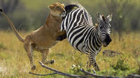 6-Day Masai Mara, Lake Nakuru and Amboseli Great Safari Tour from Nairobi