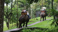 Bali Elephant Safari Tour with Lunch