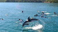 Half-Day Dolphin Swimming Eco-Tour from Picton