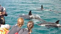 Half-Day Dolphin Viewing Eco-Tour from Picton