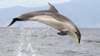 Ship Cove and Dolphin Eco-Tour Cruise