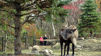 Ecomuseum Zoo: Discover Québec's Wildlife in Summer 