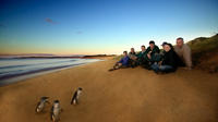 Small-Group Phillip Island Day Trip from Melbourne Including Penguin Parade Premium Viewing