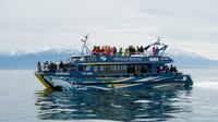 3-Day Kaikoura Whale Watching and Christchurch Tour