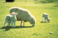 Akaroa Shore Excursion: Banks Peninsula, Christchurch City Tour and Sheep Farm Tour